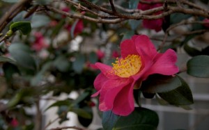 windows-e38395e382a9e38388